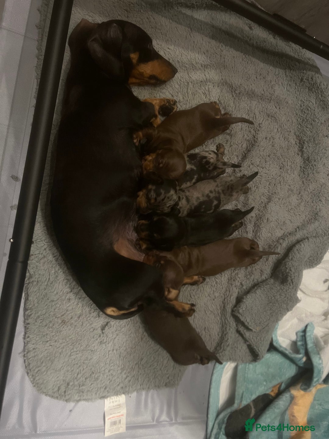 Miniature Dachshund dogs for sale: Champion line miniature Dachshunds KCREG PRACLEAR  - Image 3