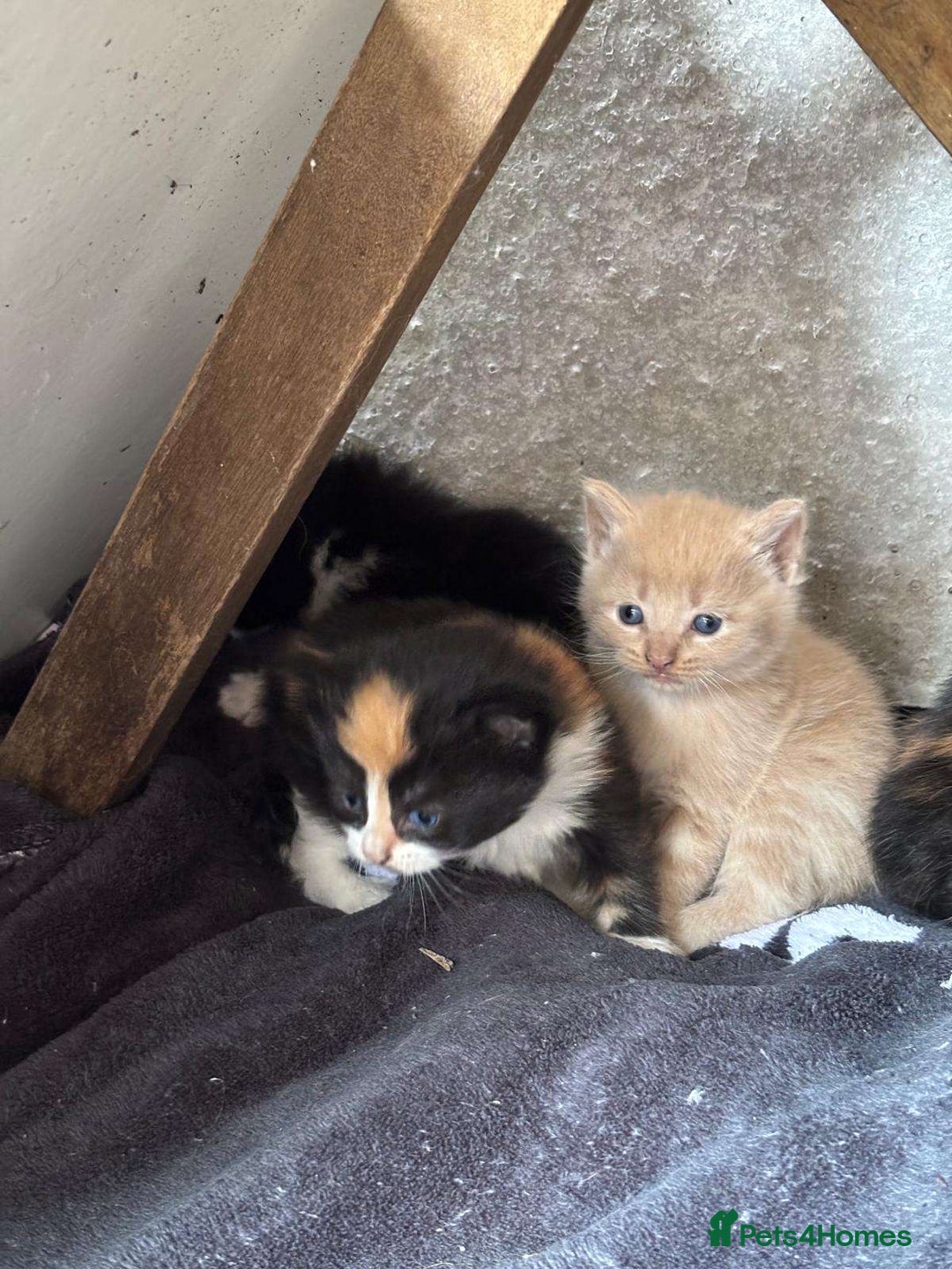 Mixed Breed cats for sale: Kittens for sale  - Image 23