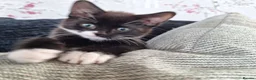 British Shorthair cats for sale: kittens in Wallingford - Advert 16