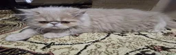 Persian cats for sale: Beautiful Pure Persian Boy Looking for Loving home - Advert 5