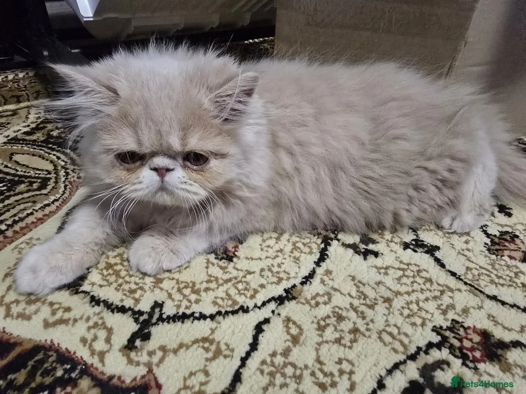 Persian cats for sale: Beautiful Pure Persian Boy Looking for Loving home - Advert 5