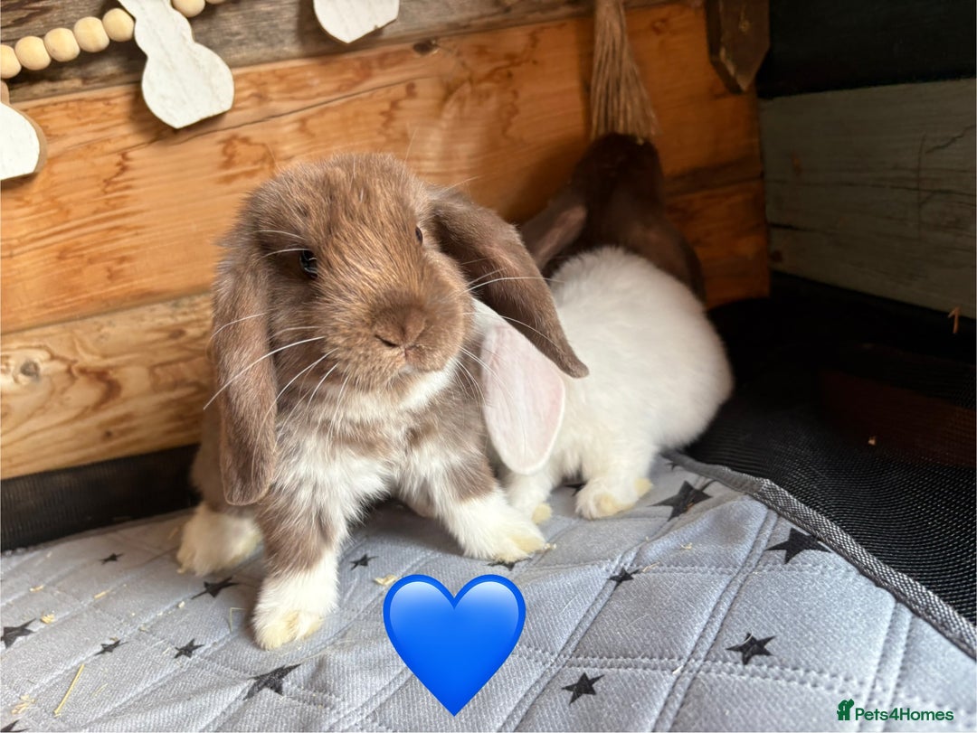 Mini Lop rabbits for sale: 4 beautiful mini lop babies  - Image 3