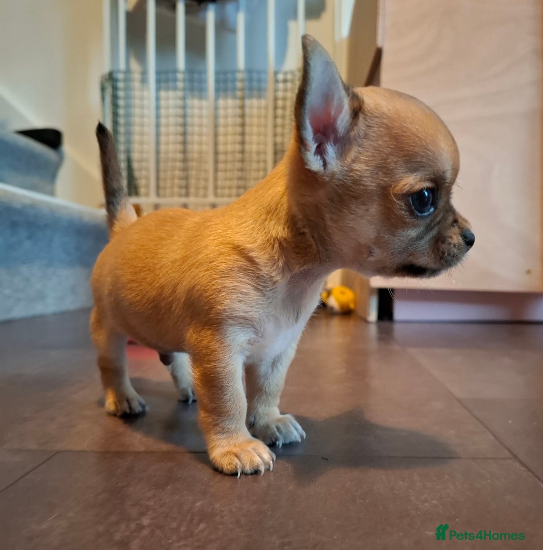 Chihuahua dogs for sale: Gorgeous Chihuahua puppies ❤️👑❤️ Bristol  - Advert 16