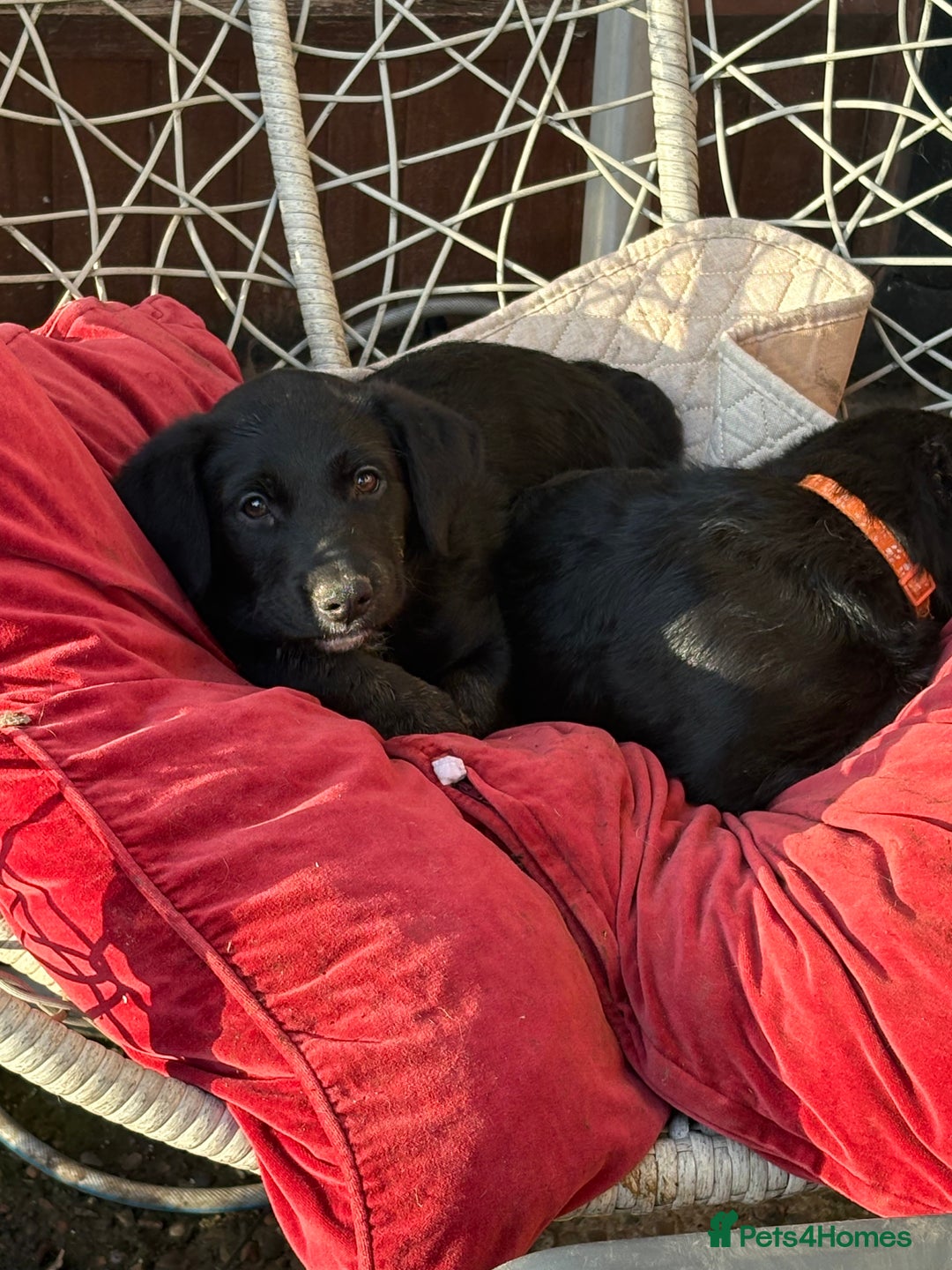 Goldador dogs for sale: Goldador puppies ready for rehome now!  - Advert 9