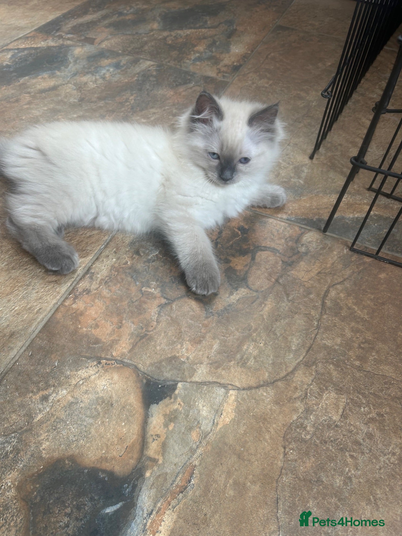 Ragdoll cats Pure ragdoll kittens ready now  - Advert 6