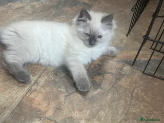 Ragdoll cats Pure ragdoll kittens ready now - Advert 6