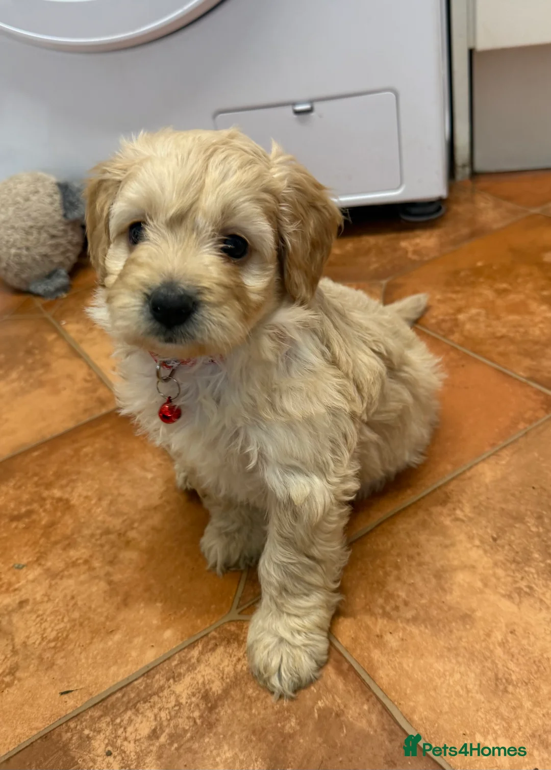Cockapoo dogs for sale: Beautiful Health Tested Cockapoo Puppies - Advert 21