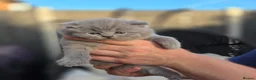 British Shorthair cats for sale: BEAUTIFUL BRITISH SHORTHAIR KITTENS  - Advert 13