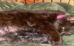 Mixed Breed cats for sale: FEMALE KITTENS FOR SALE £100 EACH - Image 7