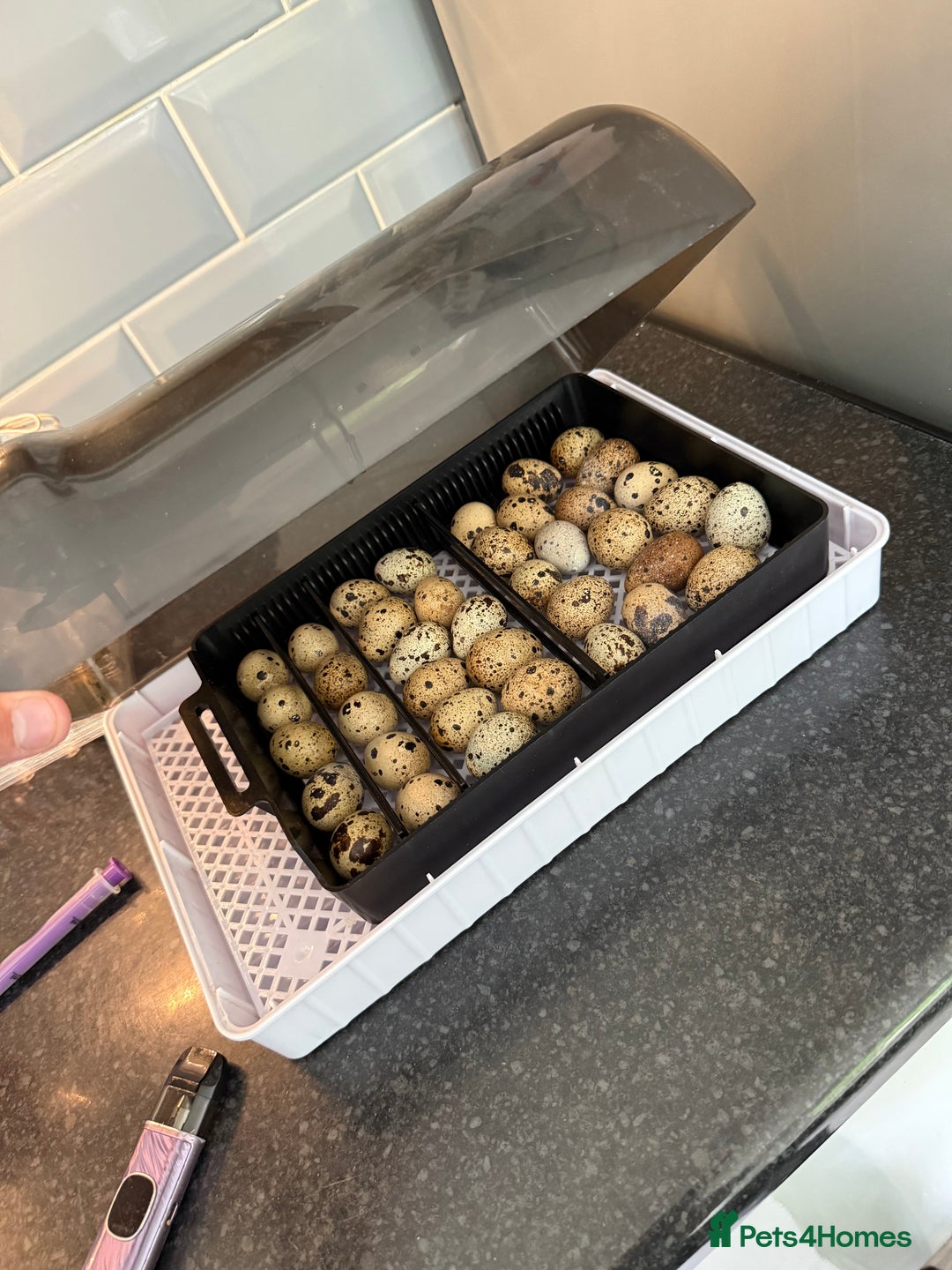 Mixed Breed birds for sale: Fertile quail eggs - Image 1