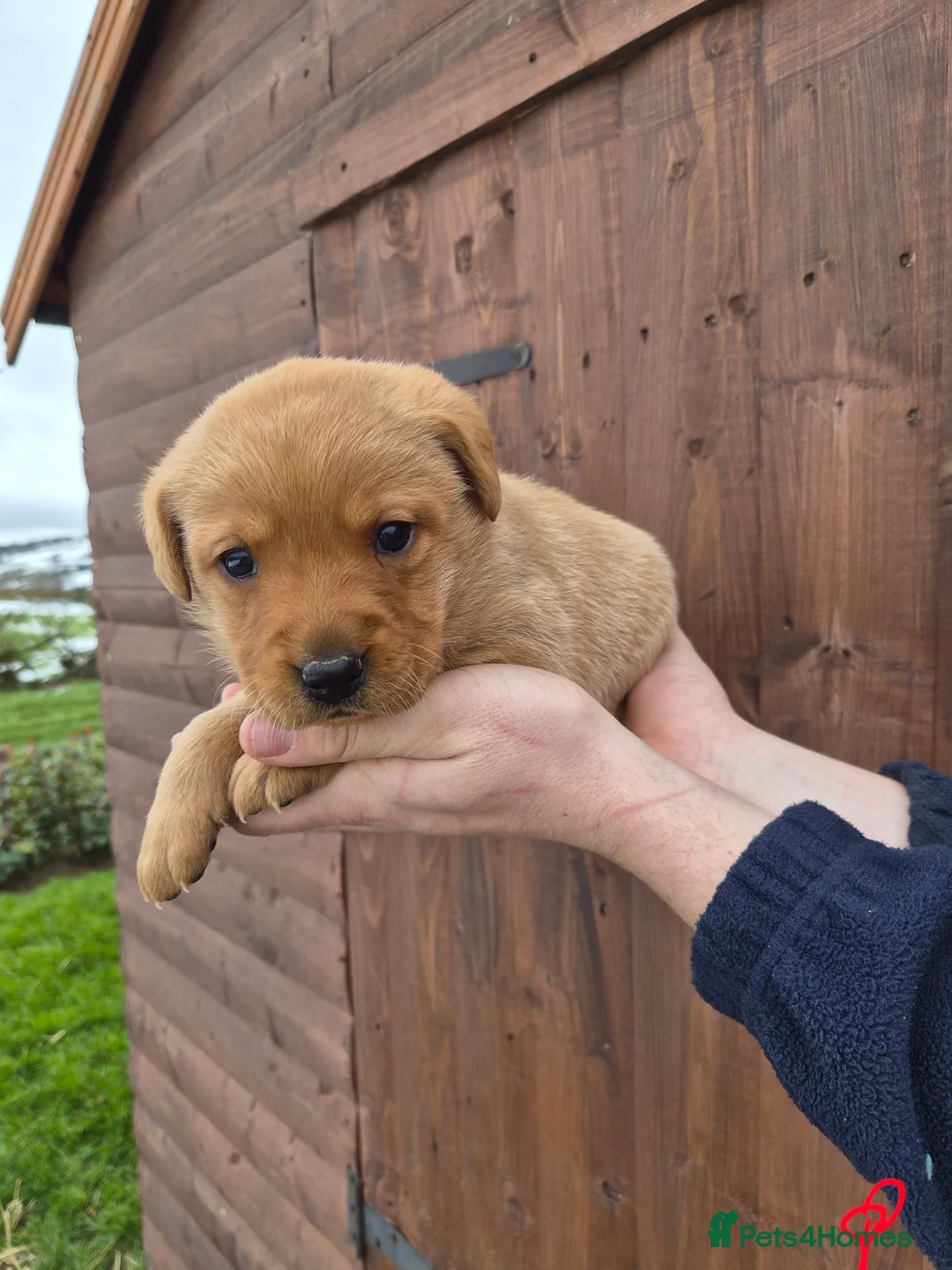 Labrador Retriever dogs for sale: Beautiful Labrador Retriever Puppies for Sale - Advert 10