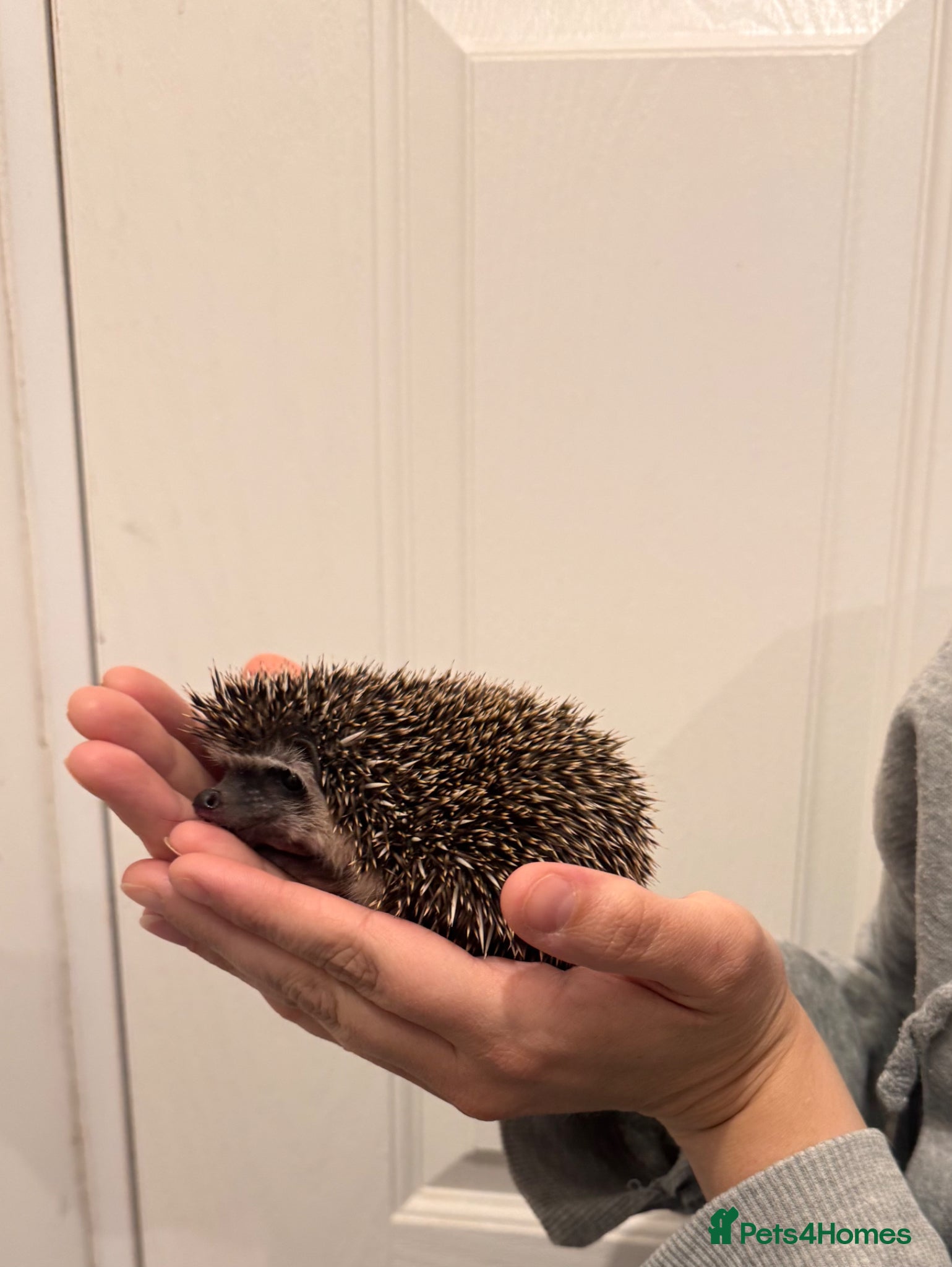 Pygmy Hedgehog rodents 1 Male African Pygmy hedgehogs  - Advert 11