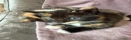 Mixed Breed cats for sale: Calico Beautiful-Mum Siamese Dad Ragdoll Bengal  - Advert 3