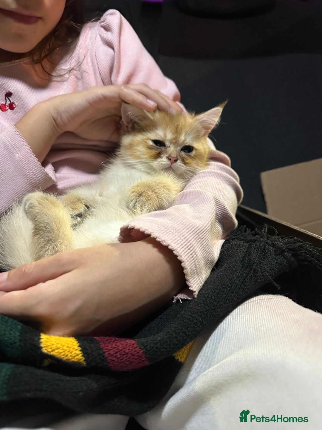 British Shorthair cats for sale: Pedigree Golden BSH Black tipped kitten  - Image 8