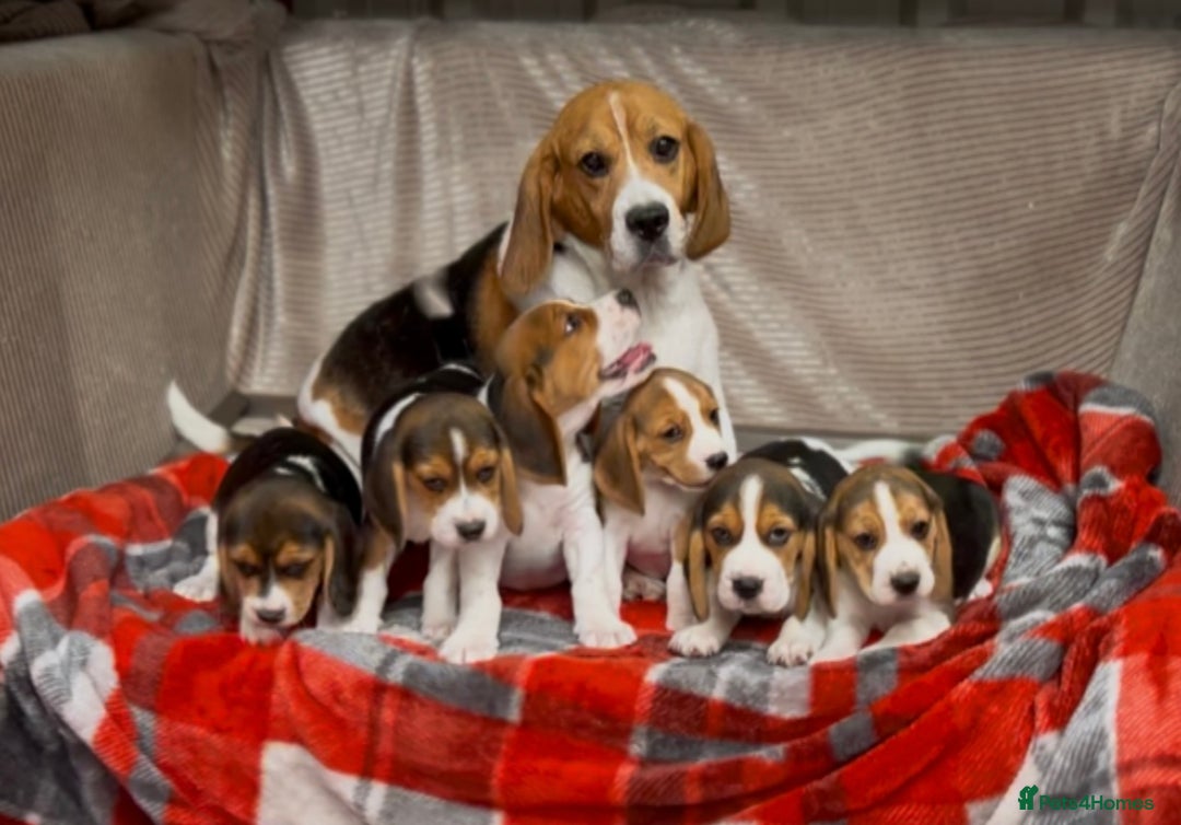 Beagle dogs for sale: SUPER CHUNKY KC SHOW BEAGLE PUPPIES - Image 10