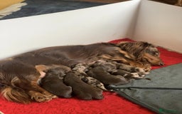 Miniature Dachshund dogs for sale: Long Haired Miniature Dachshund Puppies - Ready !! - Image 5