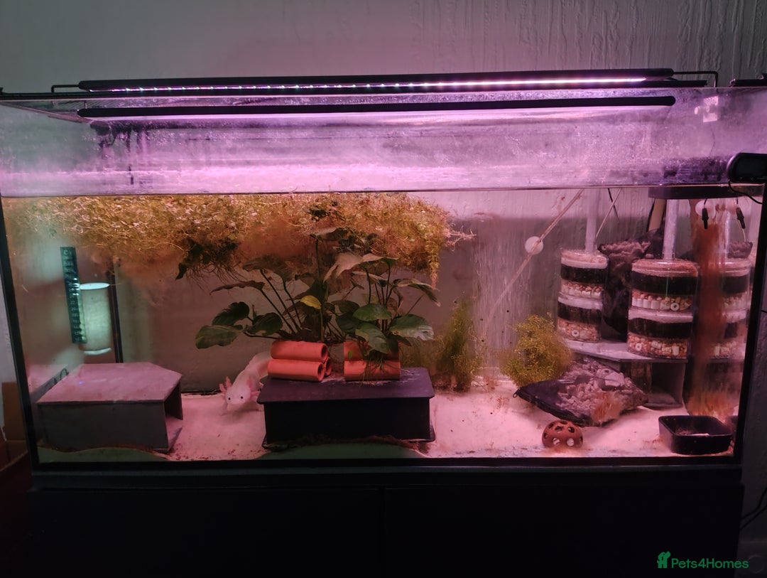 Axolotl reptiles for sale: Rehoming 18 month old female axolotl - Advert 4