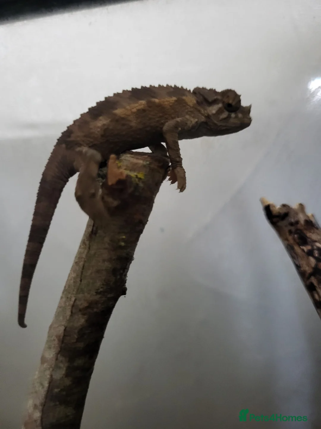 Chameleon reptiles for sale: Jacksons Chameleons - Advert 1