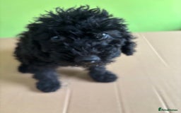 Bedlington Terrier dogs for sale: Bedlington terriers pups - Image 2