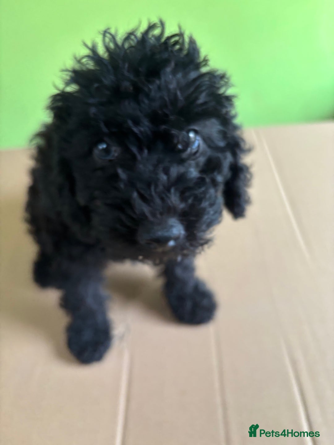 Bedlington Terrier dogs for sale: Bedlington terriers pups - Image 2