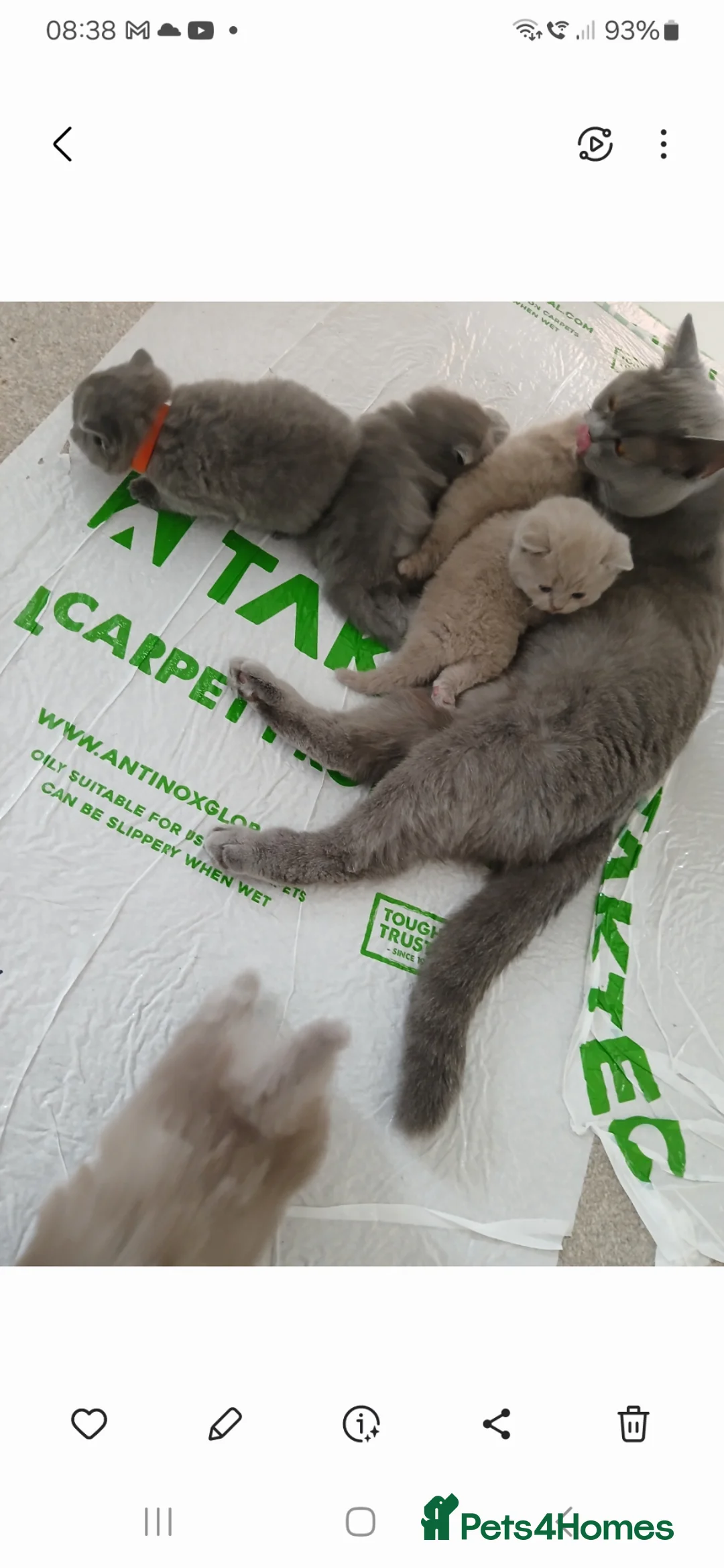 British Shorthair cats for sale: British shorthair kittens. One blue Girl left - Advert 2