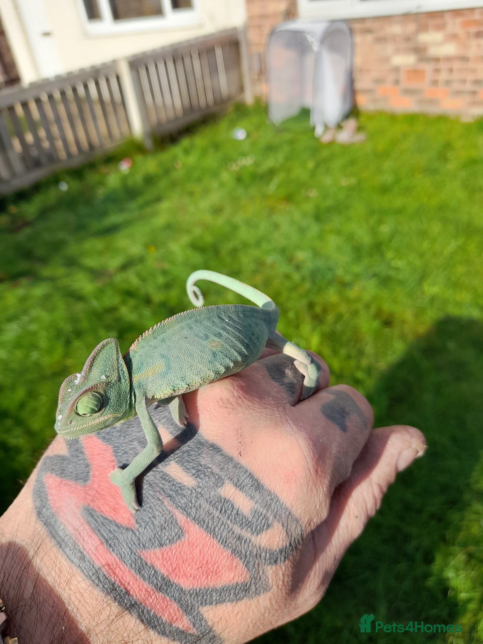 Chameleon reptiles Veiled chameleons  - Advert 1