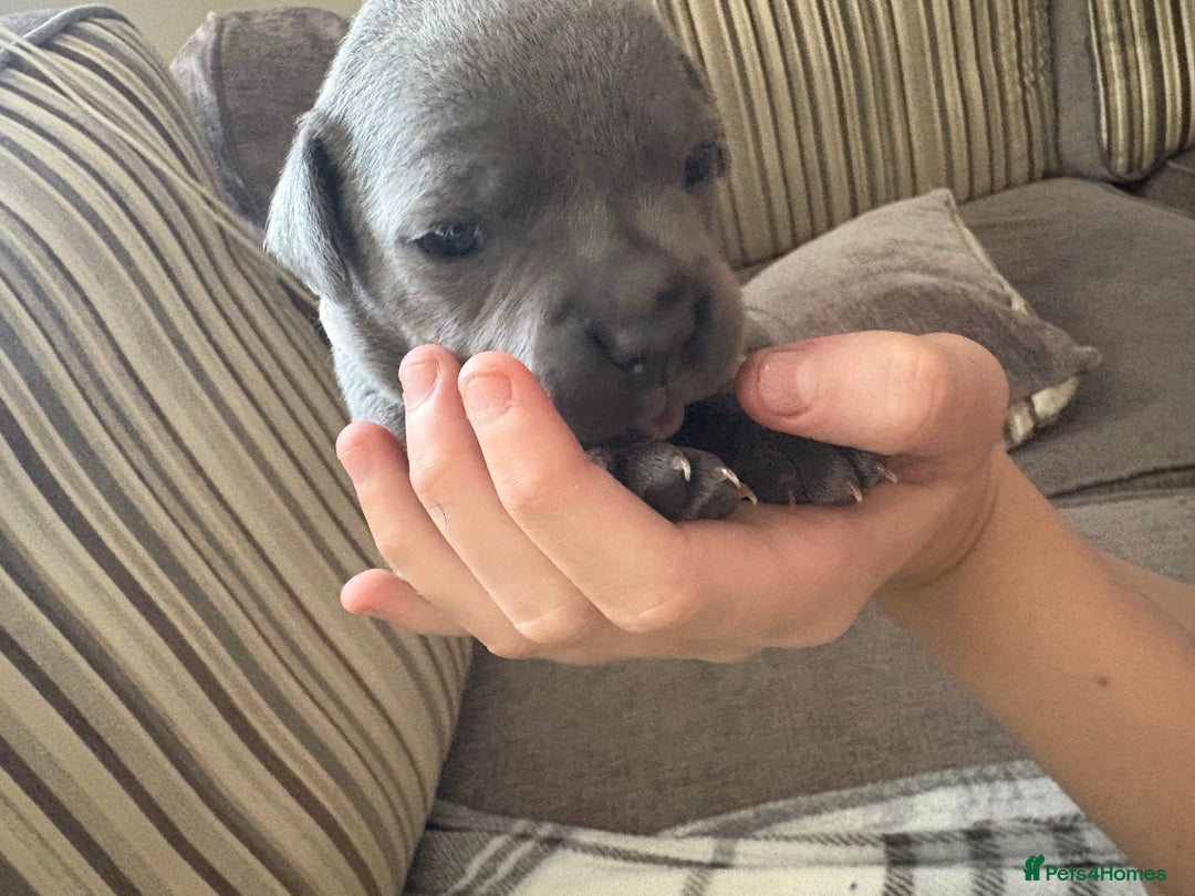 Staffordshire Bull Terrier dogs for sale: 8 Staffordshire Bull Terriers  - Image 32