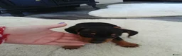 Miniature Dachshund dogs for sale:  boy dachshund Puppie ready to leave  - Advert 9
