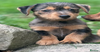 Mixed Breed dogs - Advert 14