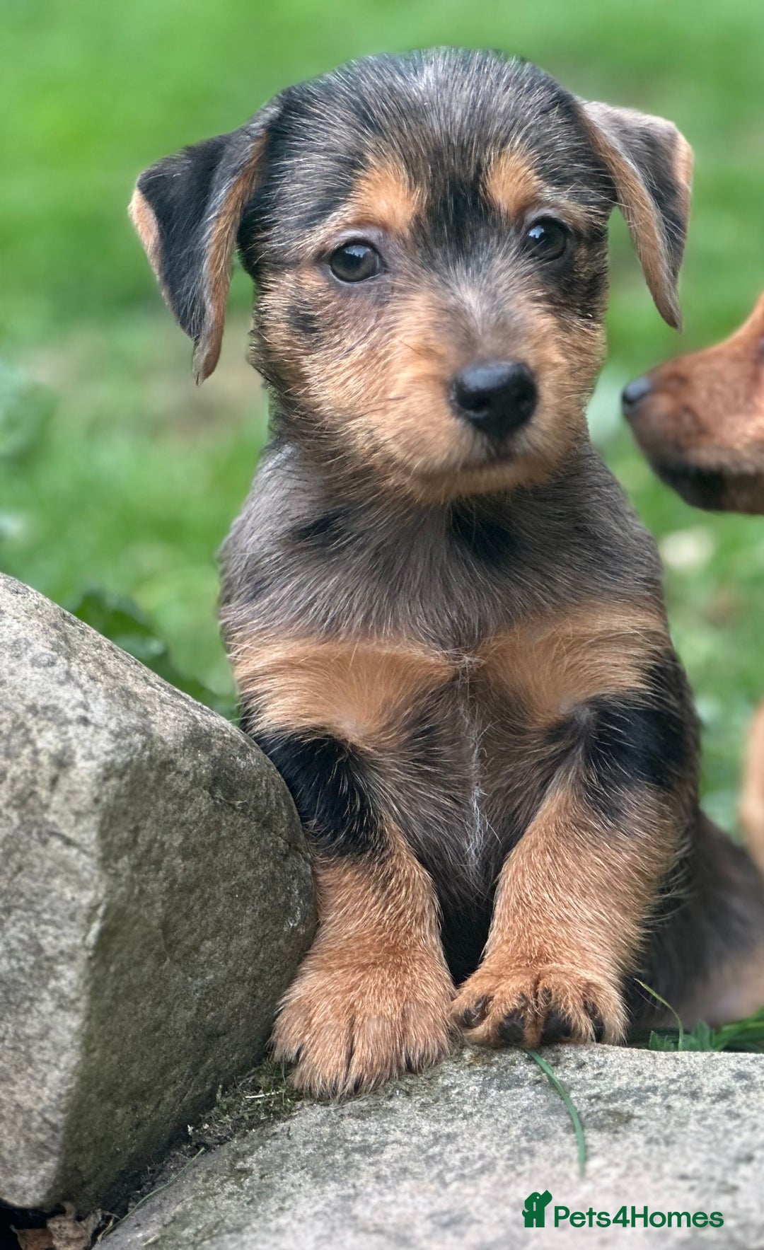 Mixed Breed dogs for sale: Stunning Daxi x Norfolk terrier  - Image 3
