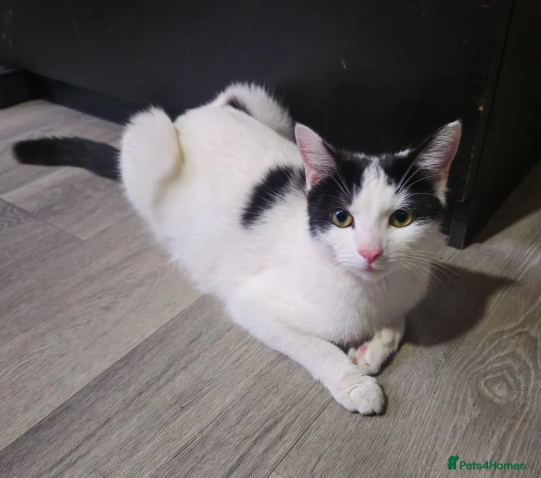 Mixed Breed cats for sale: Sweet kitties in Southampton - Advert 9