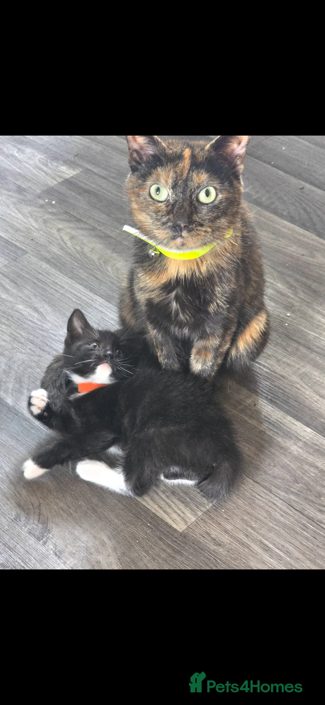 Mixed Breed cats for sale: 3 beautiful kittens looking for new 🛋 🤎 - Advert 2