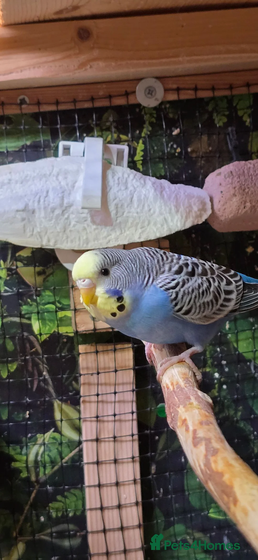 Budgerigars birds for sale: 6 Budgerigars for Sale - Advert 15