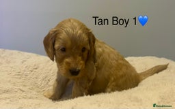 Cockapoo dogs for sale: 🐾STUNNING COCKAPOO PUPPIES🐾DNA TESTED PARENTS🧬 - Image 18