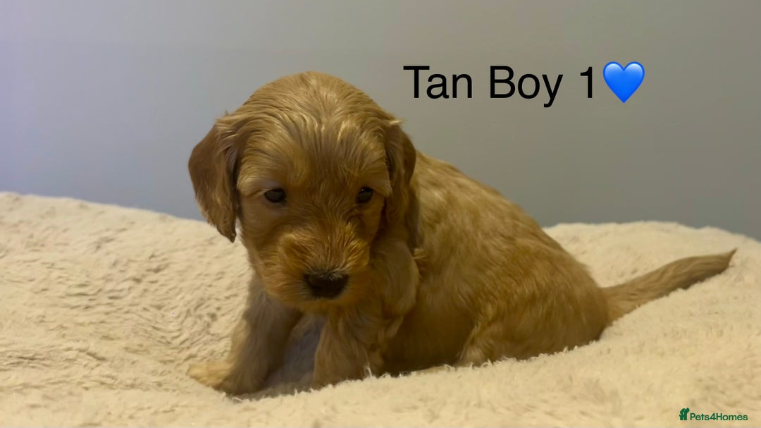 Cockapoo dogs for sale: 🐾STUNNING COCKAPOO PUPPIES🐾DNA TESTED PARENTS🧬 - Image 18