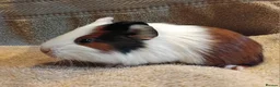 Guinea Pig rodents for sale: Tort and Whites, Self Chocolate Boar and Sow  - Advert 3