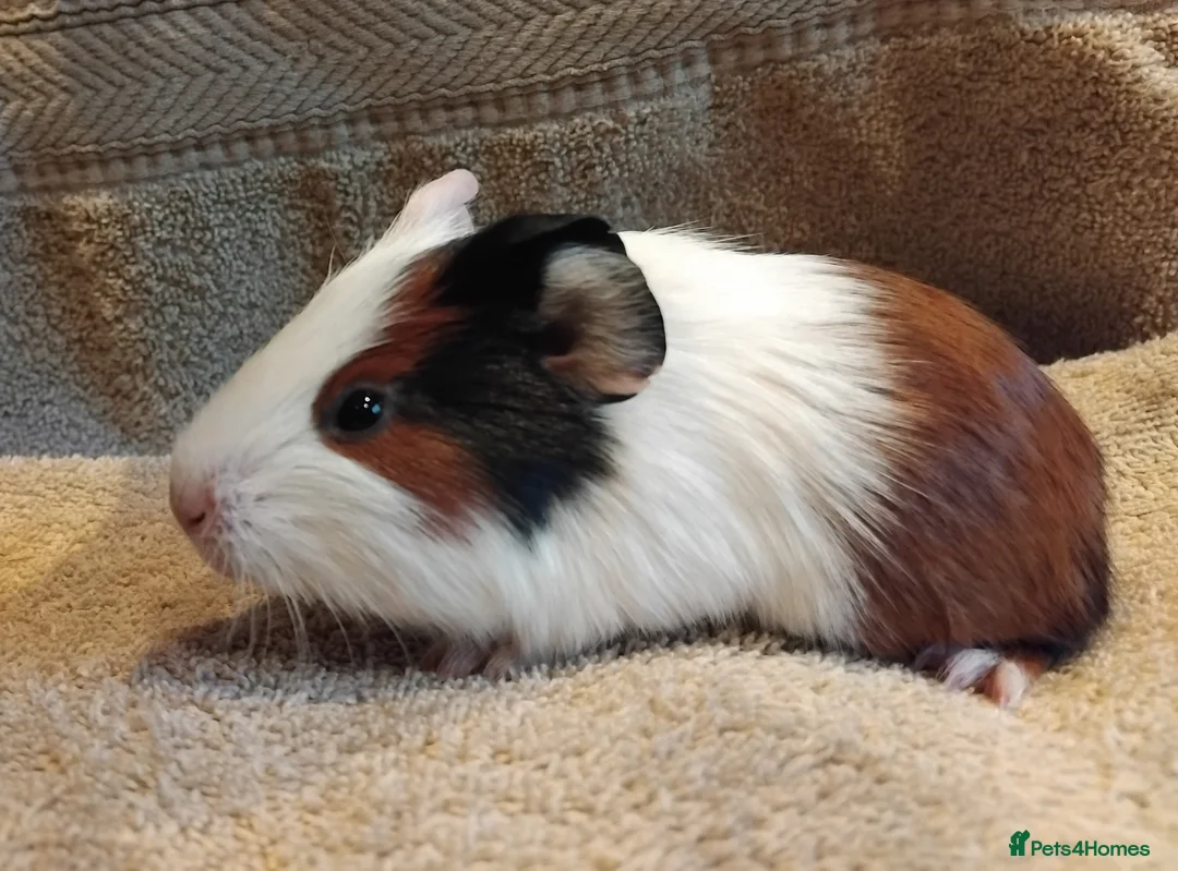 Guinea Pig rodents for sale: Tort and Whites, Self Chocolate Boar and Sow  - Advert 3