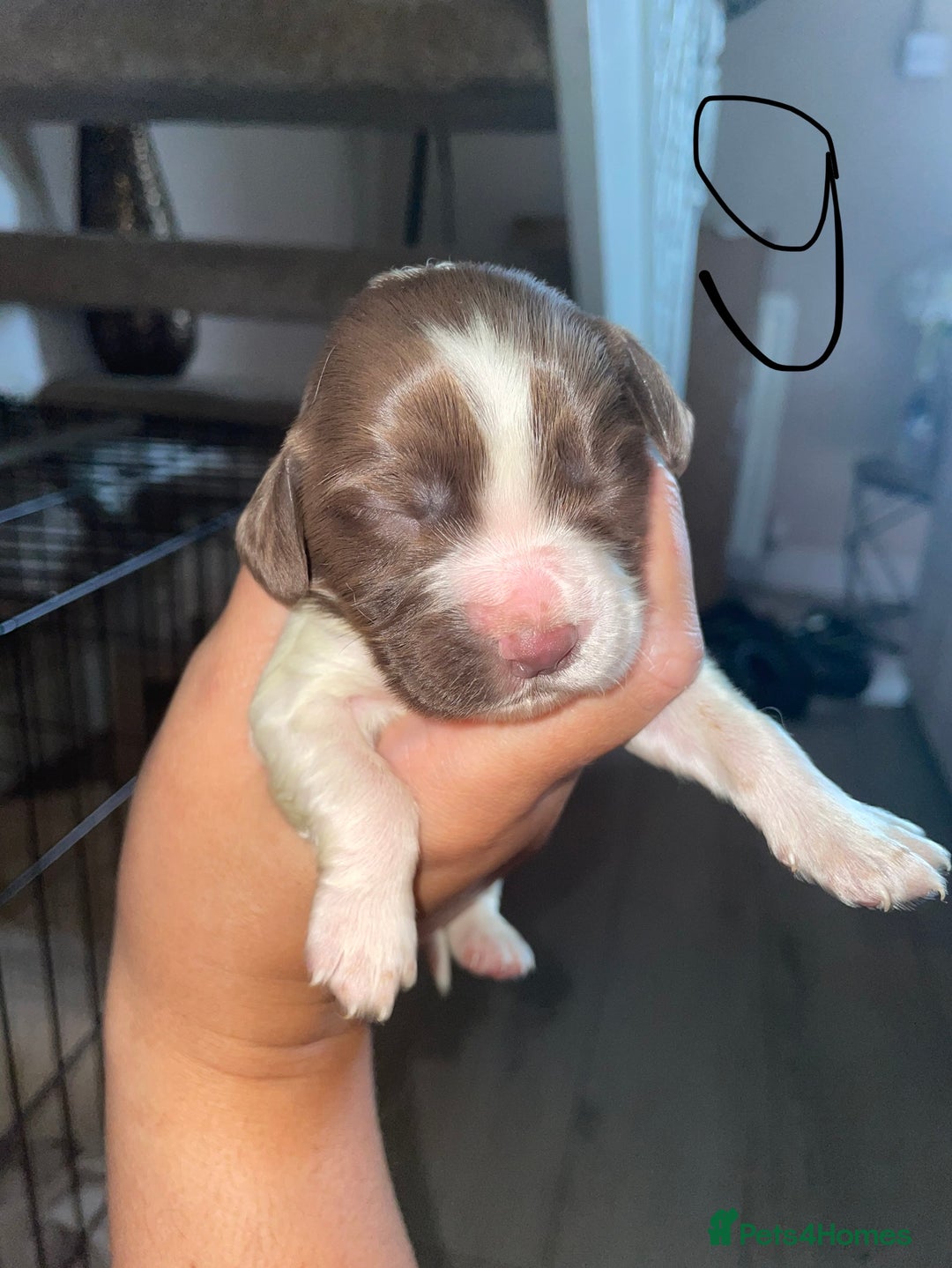 Sprocker dogs for sale: Sprocker puppys - Image 16