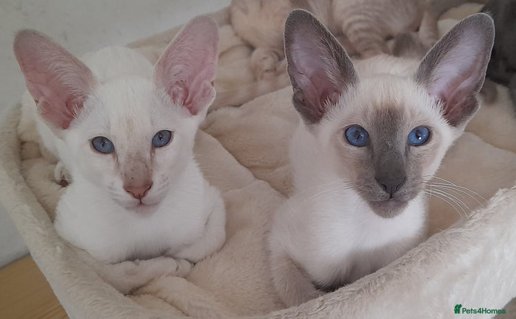 Siamese cats - Advert 1