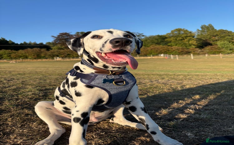 Dalmatian dogs - Advert 1