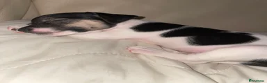 Jack Russell 1