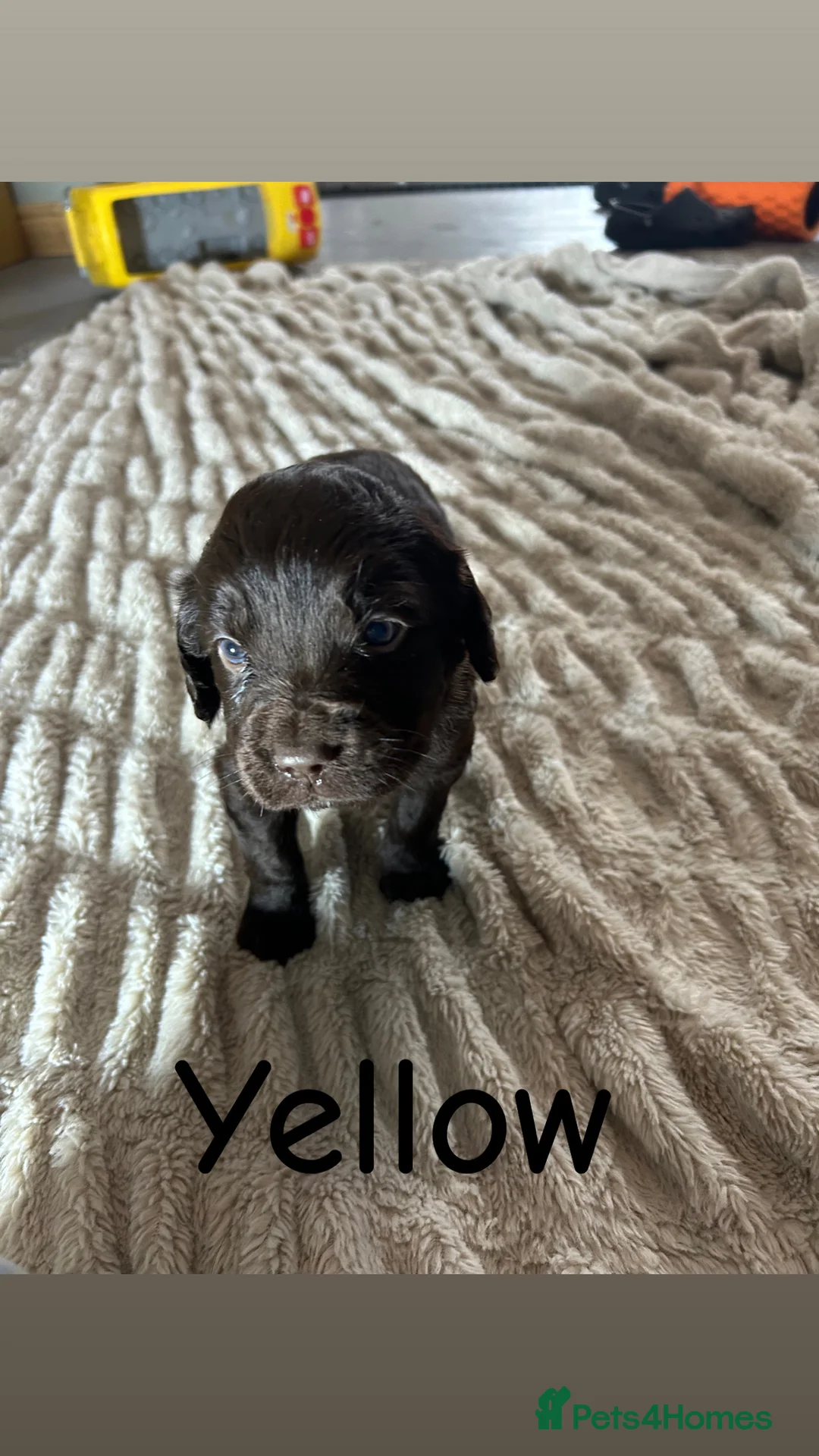 Springador dogs for sale: Beautiful Lab x springer spaniel puppies  - Advert 2