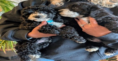 Cavapoochon dogs - Advert 6
