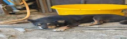 Australian Kelpie dogs for sale: Pure Bred Kelpie pups - Advert 8