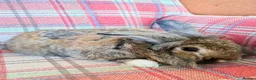 Mini Lion Lop rabbits for sale: Adorable Mini Lion Lop Rabbits🐇🩷 - Advert 3