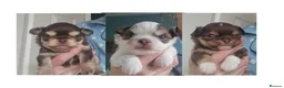 Chihuahua dogs for sale:  Long Coat KC CHI pups 2 BOYS & 1 GIRL - Advert 1