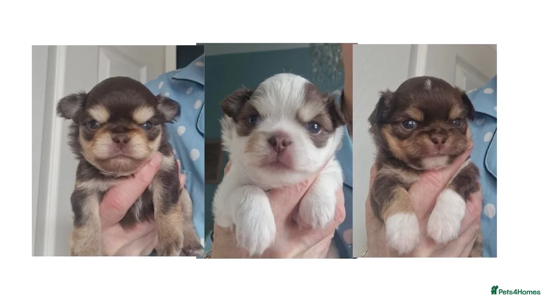 Chihuahua dogs for sale:  Long Coat KC CHI pups 2 BOYS & 1 GIRL - Advert 1