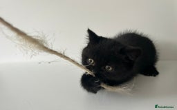 British Shorthair cats for sale: BSH Last British shorthair Registered  - Image 5