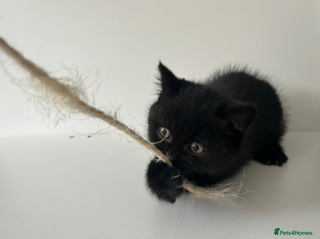 British Shorthair cats for sale: BSH Last British shorthair Registered  - Image 5