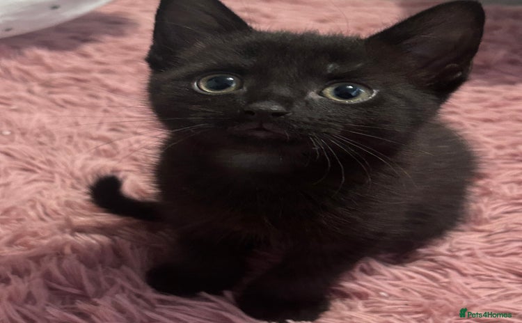 Mixed Breed cats - Advert 12